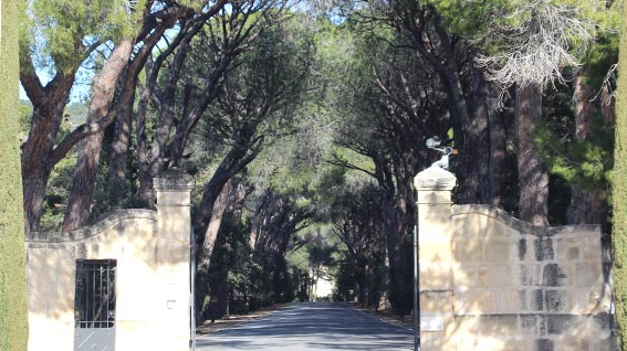 Vue sur une longue allée entourée d'arbre